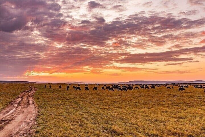 Budget 7-Day Safari: Masai Mara, Lake Nakuru, Naivasha & Amboseli photo 5