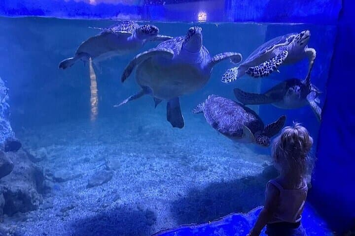 Inside Hurghada Grand Aquarium: Walk the Red Sea in Glass photo 6