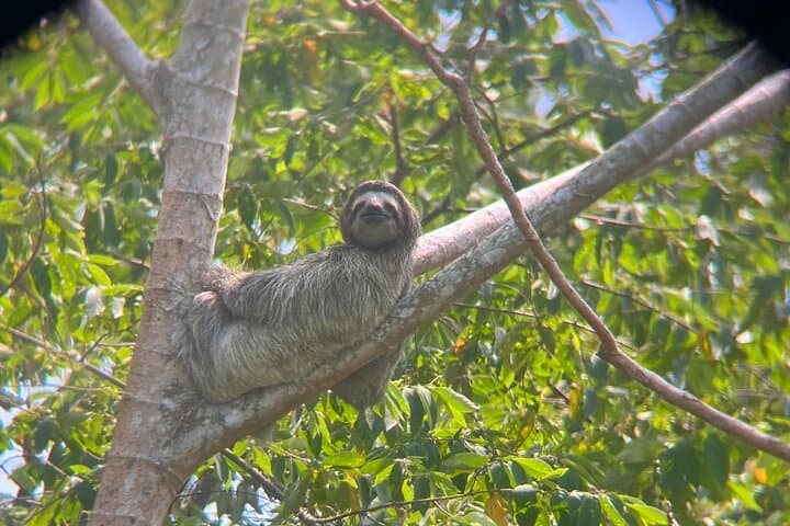 Panama Canal & Gatun Lake Rainforest Hike: Nature, History, and Monkey Islands