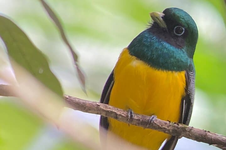 Panama Canal & Gatun Lake Rainforest Hike: Nature, History, and Monkey Islands photo 3