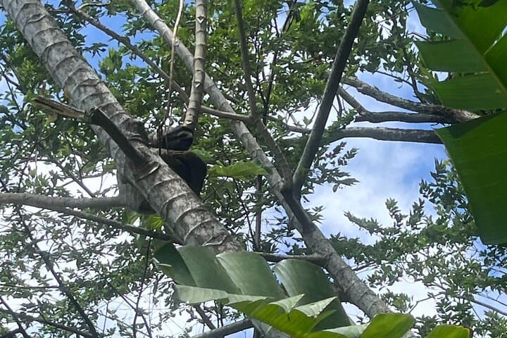 Panama Canal & Gatun Lake Rainforest Hike: Nature, History, and Monkey Islands photo 4