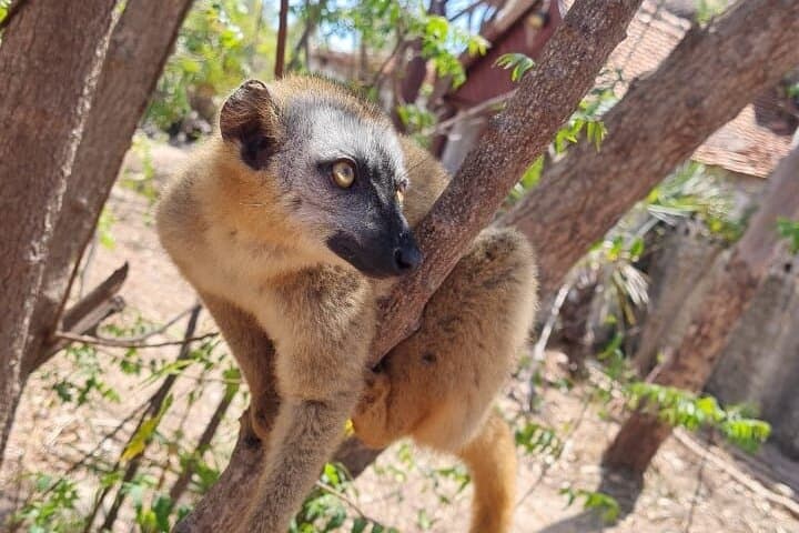 7-Day Baobab Safari Roadtrip in Madagascar: Baobabs, Lemurs & Tsingy photo 3