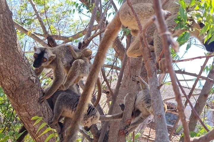 7-Day Baobab Safari Roadtrip in Madagascar: Baobabs, Lemurs & Tsingy photo 4