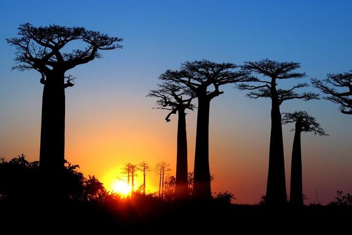 7-Day Baobab Safari Roadtrip in Madagascar: Baobabs, Lemurs & Tsingy photo 1