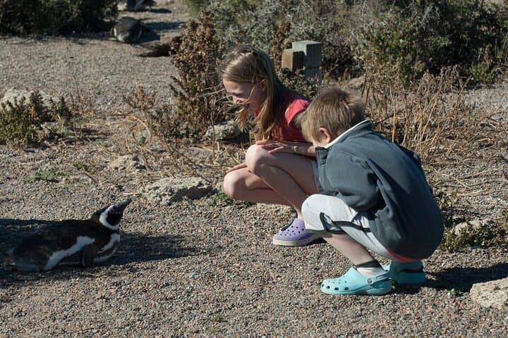 Punta Tombo Magellanic Penguin Shore Excursion — Puerto Madryn Day Trip photo 3