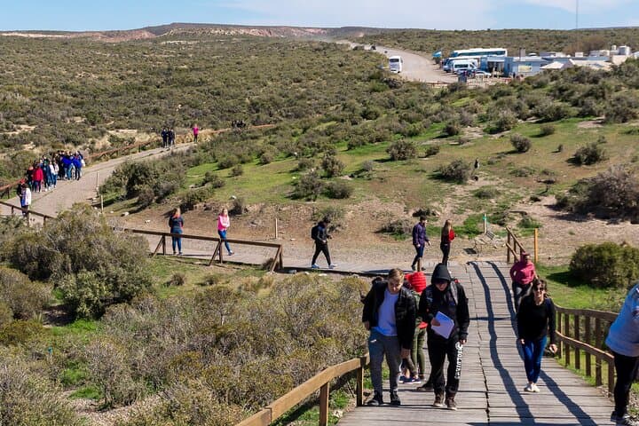 Punta Tombo Magellanic Penguin Shore Excursion — Puerto Madryn Day Trip photo 5