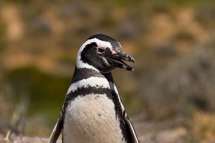 Punta Tombo Penguin Colony Shore Tour from Puerto Madryn photo 5