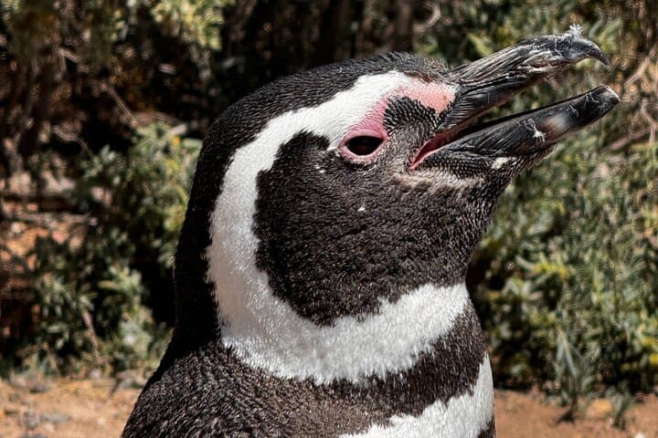 Punta Tombo Magellanic Penguin Shore Excursion — Puerto Madryn Day Trip photo 4