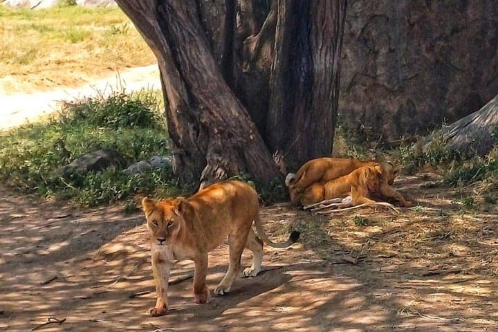 6-Day Serengeti, Ngorongoro & Tarangire Safari: Big Five Adventure from Arusha photo 1