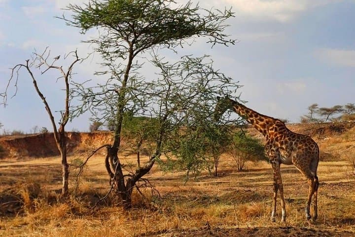 6-Day Serengeti, Ngorongoro & Tarangire Safari: Big Five Adventure from Arusha photo 2