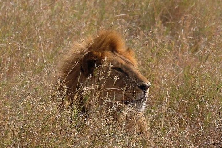 6-Day Serengeti, Ngorongoro & Tarangire Safari: Big Five Adventure from Arusha photo 3