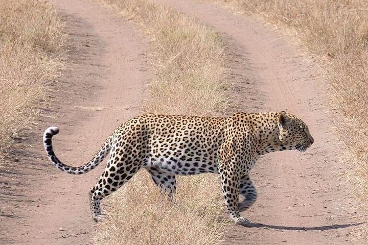 6-Day Serengeti, Ngorongoro & Tarangire Safari: Big Five Adventure from Arusha photo 4