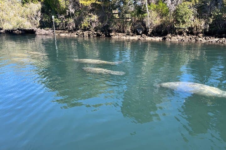 Private Kings Bay Manatee Eco Tour — Crystal River Boat Experience photo 5