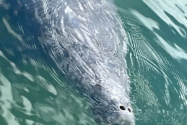 Private Kings Bay Manatee Eco Tour — Crystal River Boat Experience photo 6