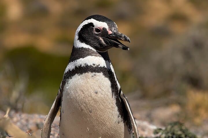 Punta Tombo Magellanic Penguin Shore Excursion — Puerto Madryn Day Trip photo 6