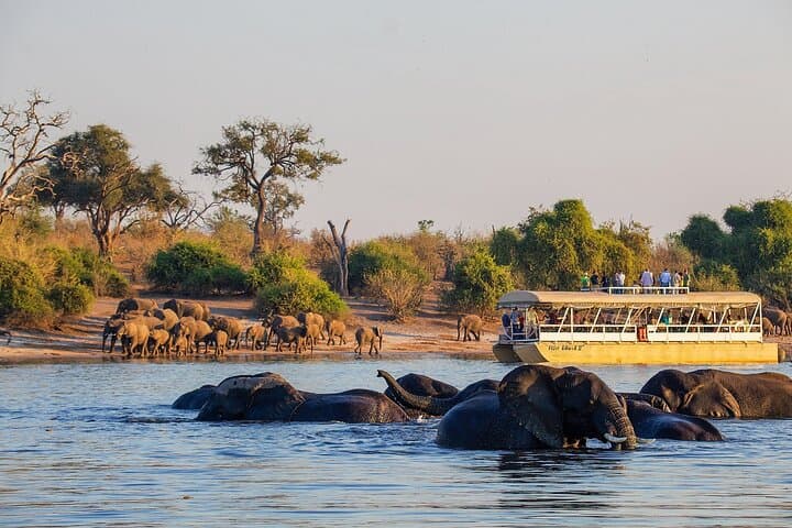 Chobe Day Trip From Livingstone — Game Drive and Chobe River Cruise
