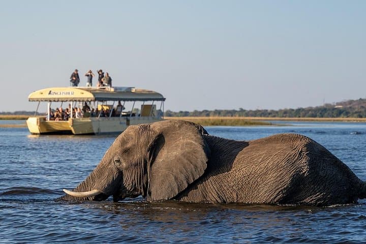 Chobe River Safari: Boat Cruise and Game Drive Day Trip from Livingstone photo 2