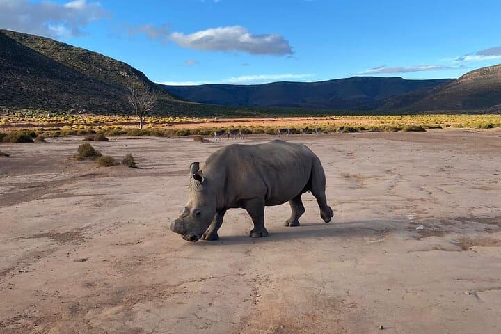 Garden Route 6-Day First Splendor Tour: Cape Town to Port Elizabeth photo 4