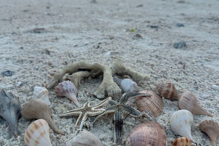 Ten Thousand Islands Shelling and Eco Boat Tour from Naples photo 2