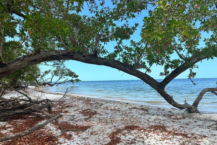 Ten Thousand Islands Shelling and Eco Boat Tour from Naples