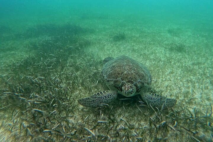 Akumal Bay Turtle Snorkel + GoPro Photo Session photo 5