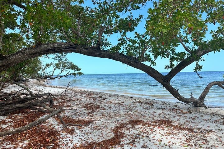 Everglades Pirate and Beach Adventure — Ten Thousand Islands Boat Tour from Naples photo 2