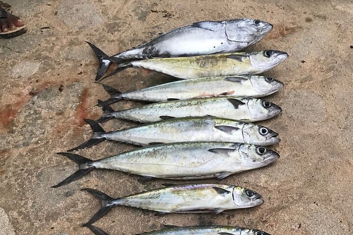 3-Hour Waikiki Reef Fishing: Diamond Head Views and Local Catches photo 4
