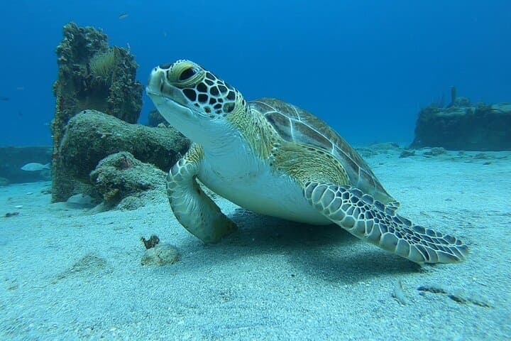 Snorkel with Sea Turtles at Rainbow Beach, St. Croix — 90-Min Guided Tour