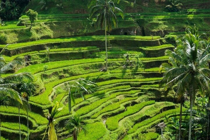 Ubud Culture Fullday Tour: Barong Dance, Monkey Forest & Tegalalang Rice Fields photo 3