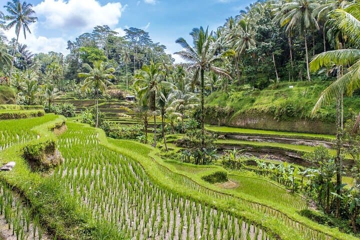 Ubud Culture Fullday Tour: Barong Dance, Monkey Forest & Tegalalang Rice Fields