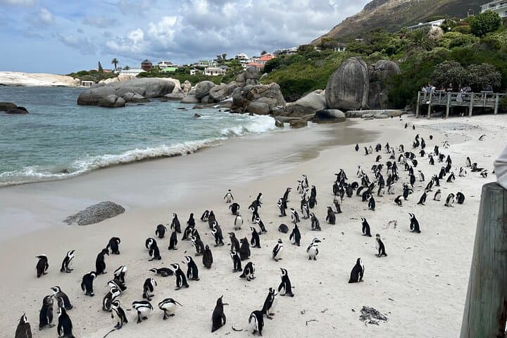 Full-Day Cape Point & Boulders Beach Penguin Tour from Cape Town photo 2