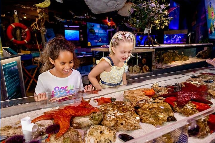 Mertailors-mermaid-aquarium-encounter-st-augustine-family-friendly-aquatic-show photo 1
