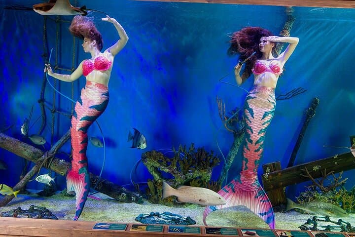 Mertailors-mermaid-aquarium-encounter-st-augustine-family-friendly-aquatic-show photo 3