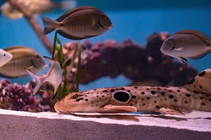 Mertailors-mermaid-aquarium-encounter-st-augustine-family-friendly-aquatic-show photo 4