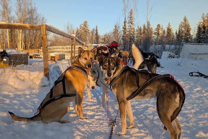 Ride with Alaskan Huskies: Dog Sledding at Enodah Kennel, Yellowknife photo 2