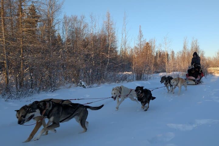 Ride with Alaskan Huskies: Dog Sledding at Enodah Kennel, Yellowknife photo 3