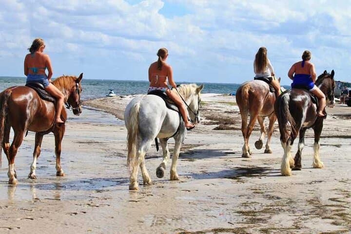 Cape Town Beach Horse Ride: Ocean & Mountain Trails with Hotel Pickup photo 6