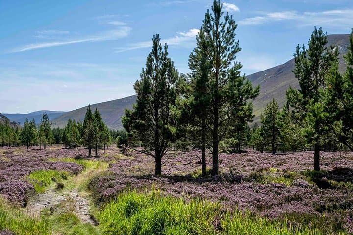 Highland Cow Hike in the Pentland Hills — Day Hike from Edinburgh photo 4