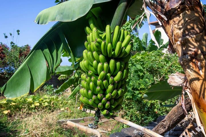 Western Madeira Scenic Villages Tour with Cabo Girão & Porto Moniz Lunch photo 6