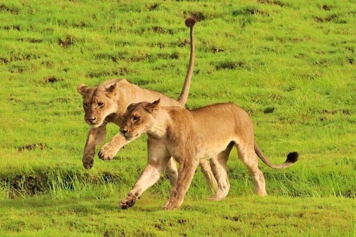 Victoria Falls Highlights: 4-Day Zambezi Cruise, Helicopter & Safari photo 4