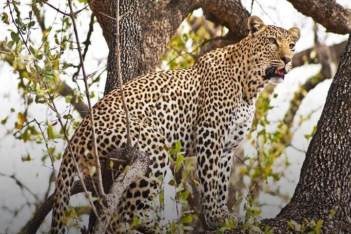 4-Day Chobe National Park and Victoria Falls Safari Combo