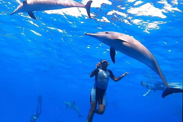 Dolphin House (Shaab Samadai) Boat Snorkel from Marsa Alam — Swim with Dolphins in the Red Sea
