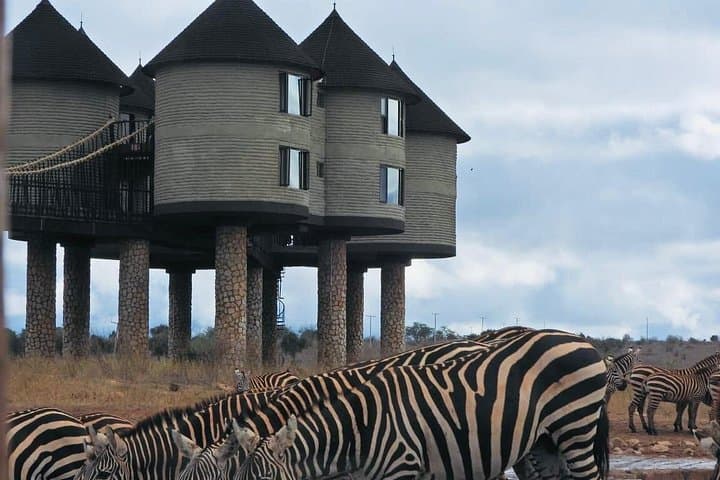 2-Day Salt Lick Safari: Taita Hills Lodge Wildlife Experience photo 4