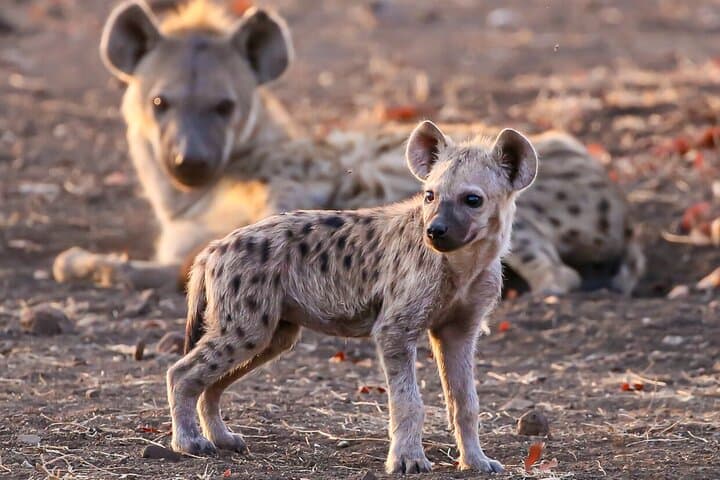 5-Day Classic Victoria Falls & Chobe Safari: Waterfalls, River Cruises & Big Game photo 2