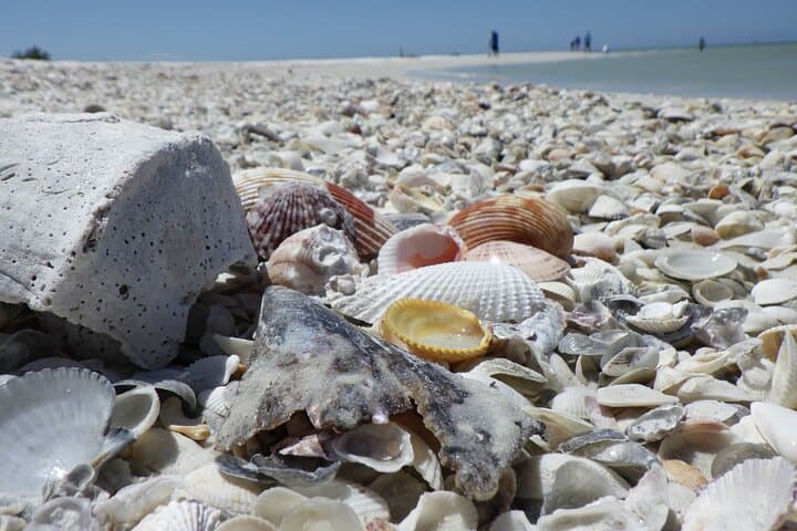 Private 10,000 Islands Dolphin, Shelling & Birding Tour from Chokoloskee photo 3