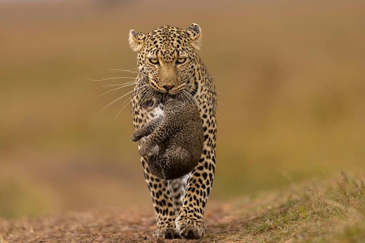 Yala National Park Safari from Hambantota Port: Shore Excursion Guide