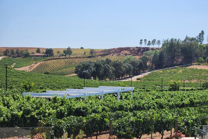Temecula Luxury Trolley Wine Tour: Old Town Tastings & Boutique Wineries photo 4