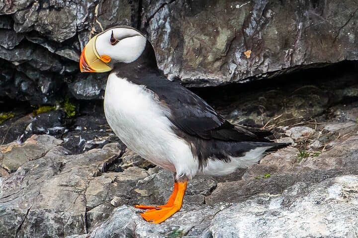 Captain's Choice Kenai Fjords Cruise from Seward: 7‑Hour Glacier & Wildlife Tour photo 5