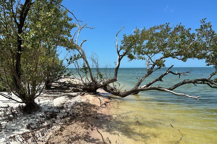 Ten Thousand Islands Shelling and Eco Boat Tour from Naples photo 6