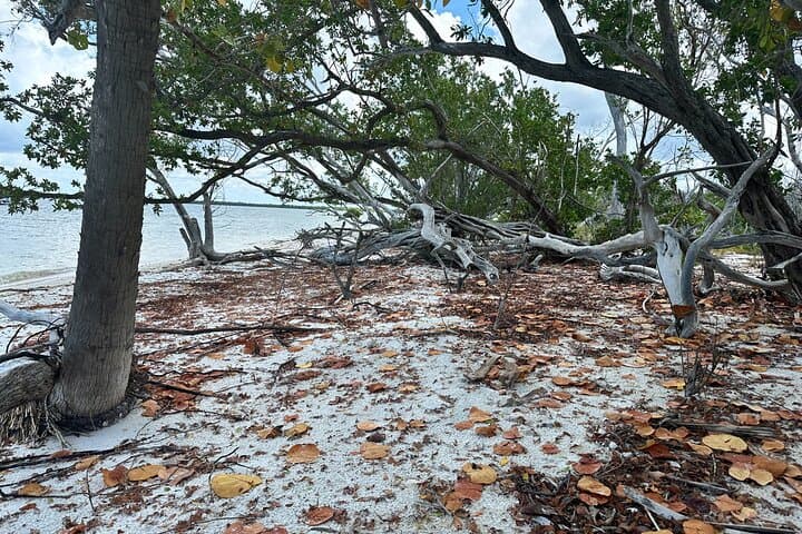 Ten Thousand Islands Shelling and Eco Boat Tour from Naples photo 4
